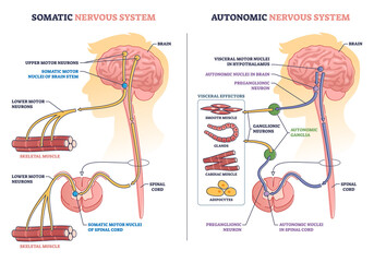 Wall Mural - Somatic vs autonomic nervous system division in human brain outline diagram. Labeled educational visceral motor nuclei and upper motor neurons differences in body muscle control vector illustration.