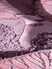 Canvas Print - Portugal, Douro Valley. Vineyards draping hillside