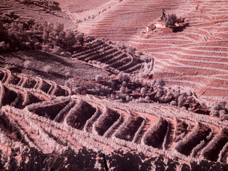 Wall Mural - Portugal, Douro Valley. Vineyards draping hillside