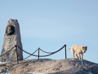 Sticker - Sled dogs in town. Winter in Ilulissat on the shore of Disko Bay. Greenland, Denmark