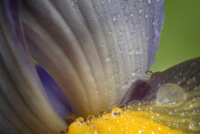 Raindrops On Iris Flower.