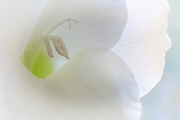 Wall Mural - Gladiola blossom close-up.