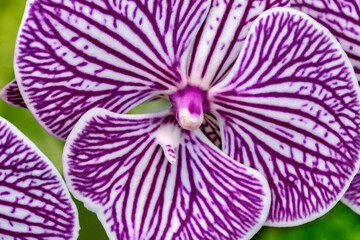 Sticker - Moth Orchid