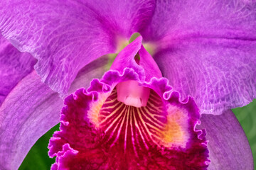 Canvas Print - Cattleya orchid