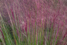 Pink Muhly Grass