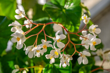 Canvas Print - Begonia