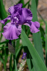 Wall Mural - Purple bearded iris