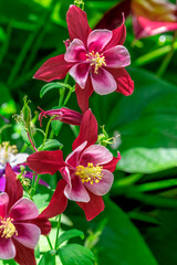 Wall Mural - Common Columbine