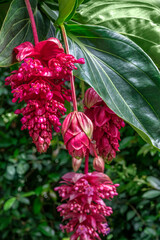 Sticker - Rose Grape, Showy Medinilla