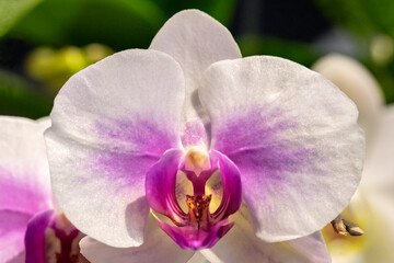 Canvas Print - Moth Orchid