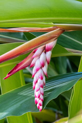 Canvas Print - Shell Ginger, flowering plant