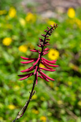 Canvas Print - Coral bean plant