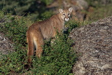 Mountain Lion Or Puma