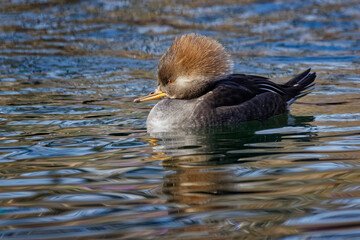 Canvas Print - Female Hooded merganser