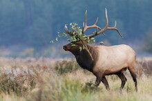 Rocky Mountain Bull Elk, New Headress
