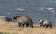 Grizzly bear sow with yearling cub