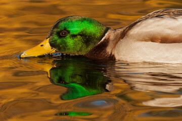 Canvas Print - Mallard, close-up feeding