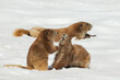 Olympic marmot youngsters playing