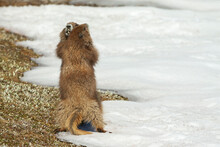 Olympic Marmots Hugging