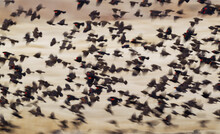 Blackbirds Flying
