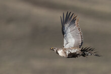 Greater Sage Grouse Flying