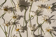 © Floral Deco - Delicate aesthetic chamomile flower pattern with sunlight shadows on white background
