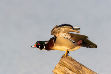 Poster - Wood duck male on log stretching wings in wetland Marion County, Illinois