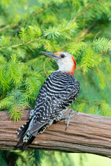 Sticker - Red-bellied woodpecker female on fence near spruce tree Marion County, Illinois