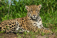Brazil, Pantanal. Resting Wild Jaguar Close-up.