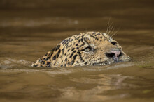 Brazil, Pantanal. Close-up Of Wild Jaguar Swimming In River.