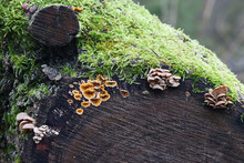 Panellus Stipticus, Known As The Bitter Oyster, And Stereum Hirsutum, Known As False Turkey Tail, Wild Mushrooms From Finland