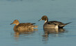 © Danita Delimont - Northern pintail pair