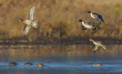 Canvas Print - Northern pintails alighting