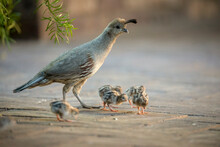 USA, Arizona, Buckeye. Mother Gambel's Quail And Newly Hatched Chicks.