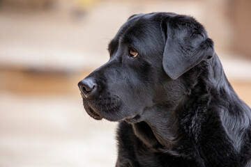 Poster - USA, Arizona, Buckeye. Portrait of a black Labrador.