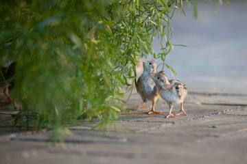 Poster - USA, Arizona, Buckeye. Two newly hatched Gambel's quail chicks.