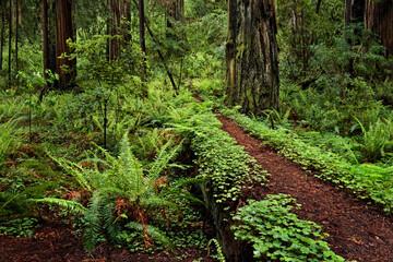 Wall Mural - Footpath through common wood sorrel and giant redwood trees, Stout Memorial Grove, Jedediah Smith Redwoods National and State Park, California