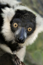 USA, California, Wildlife Waystation. Ruffed Lemur Portrait At Rescue Facility.