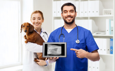 Poster - medicine, pet and healthcare concept - happy smiling doctors or veterinarians with dachshund dog showing x-ray on tablet pc computer over vet clinic office background