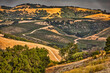 Vineyards, Paso Robles, California.
