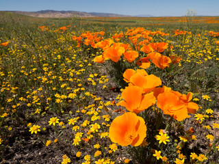 Sticker - California poppy, Antelope Valley California Poppy Reserve State Natural Reserve, Lancaster, California