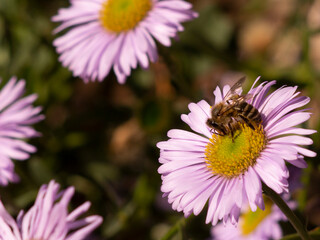 Sticker - Honeybee on seaside daisy, native plant of California, Los Angeles, California.