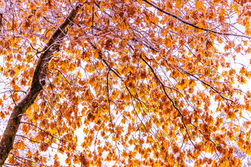 Canvas Print - Autumn first snow in Yosemite National Park, California, USA.