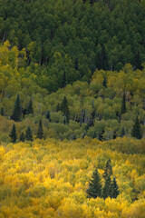 Poster - Light shining on evergreen trees among huge mountain slope of Aspen trees in autumn, Uncompahgre National Forest, Colorado