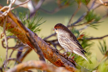 Sticker - USA, Colorado, Fort Collins. Male house finch on limb.