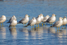 USA, Colorado, Fort Collins. Ring-billed Gulls Standing On Partially Frozen Pond.