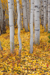 Poster - USA, Colorado. Gunnison National Forest, Grove of quaking aspen and forest floor with colorful leaves and foliage, West Elk Mountains.