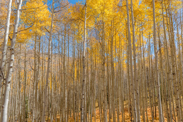 Canvas Print - USA, Colorado. Gunnison National Forest, morning light on autumn colored grove of quaking aspen with colorful understory, near Kebler Pass.