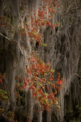 Red maple seed pods in cypress swamp, Circle Bar B Ranch, Florida