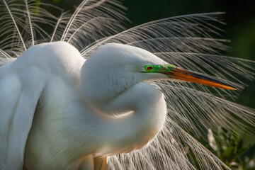 Wall Mural - USA, Florida, St. Augustine. Great egret close-up.